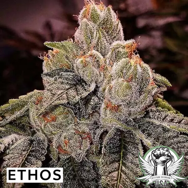 Ethos Genetics Seeds OGDLUX BX3