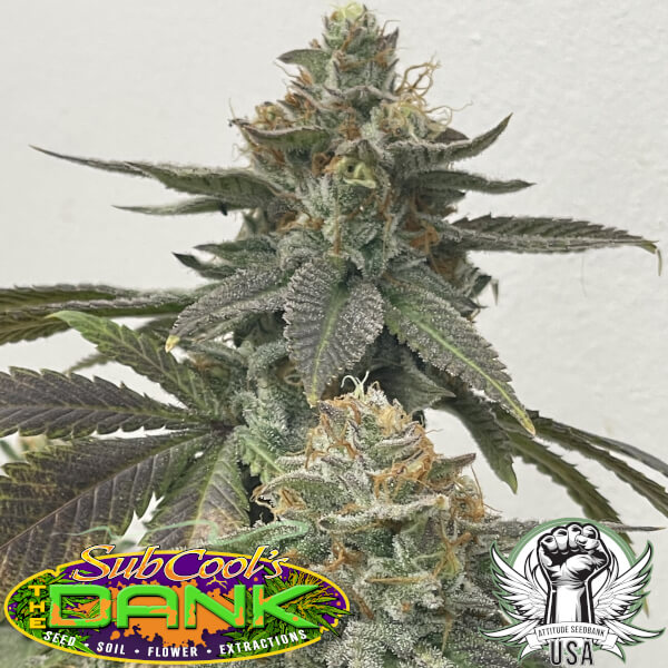 Subcool Seeds Old Family Querkle F1
