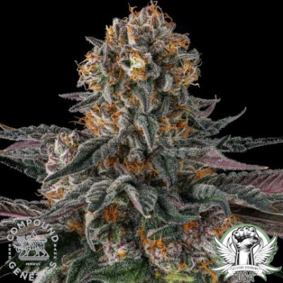 Compound Genetics Seeds Orange Moon