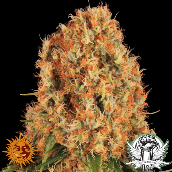 Barney's Farm Seeds Orange Sherbert
