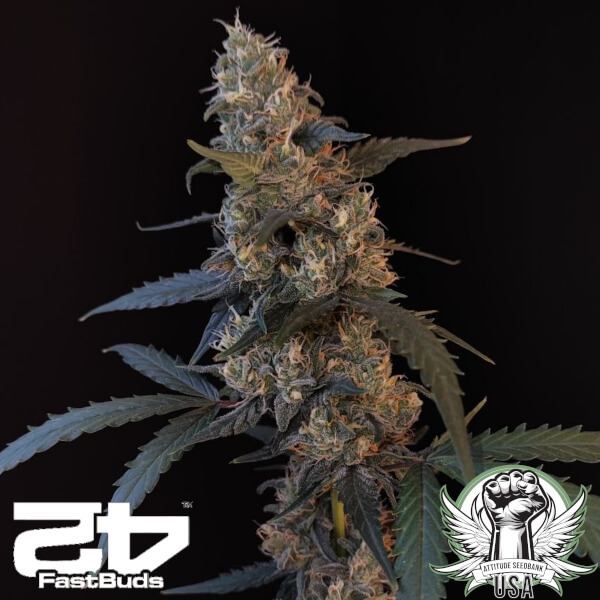 FastBuds Seeds BubbleGum AUTO