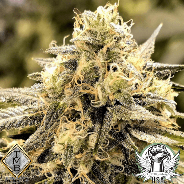 TMB Selects Seeds Original Pepper Pack