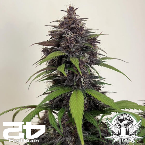 FastBuds Seeds Purple Haze AUTO