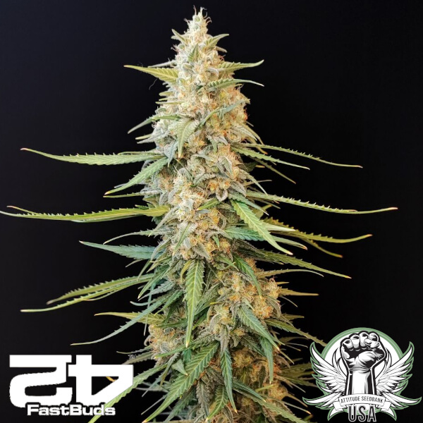 FastBuds Seeds Sour Diesel AUTO
