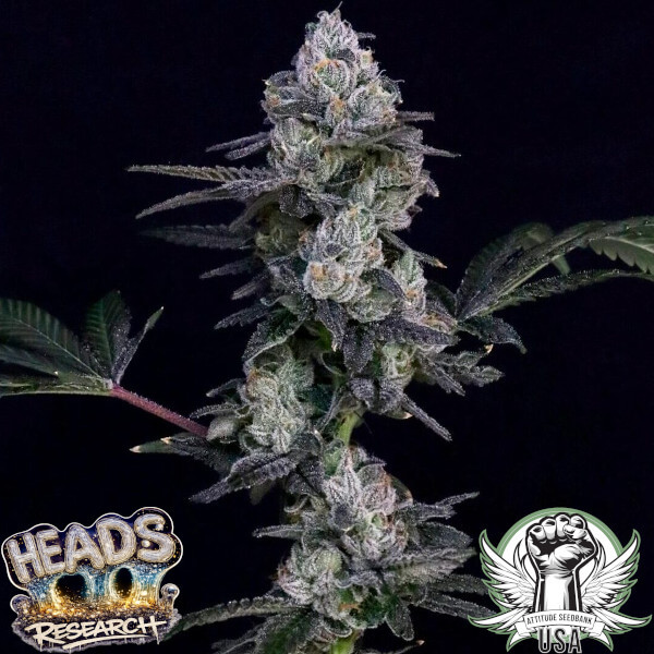 Heads Research Seeds Oshima