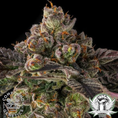 Compound Genetics Seeds Pamellowz