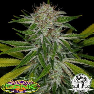 SubCool Seeds Pandora's Box F2
