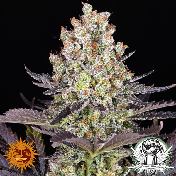 Barney's Farm Seeds Papaya Frosting (Doja Collab)