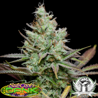 SubCool Seeds Pennywise F2