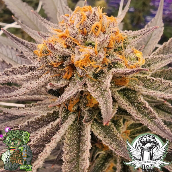 In House Genetics Seeds Permanent Zushi