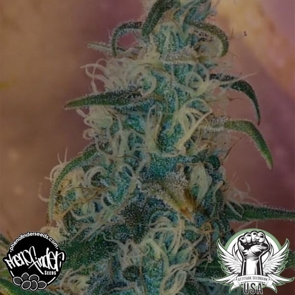pheno finders reg lemon bubble_600x600.jpg