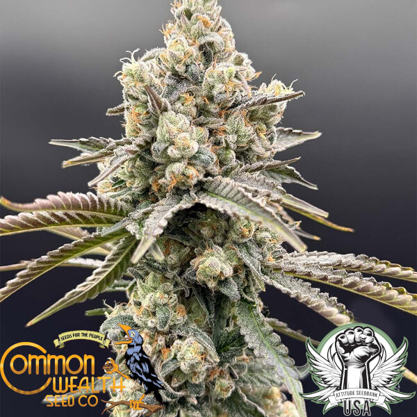 Common Wealth Seed Co Piesol