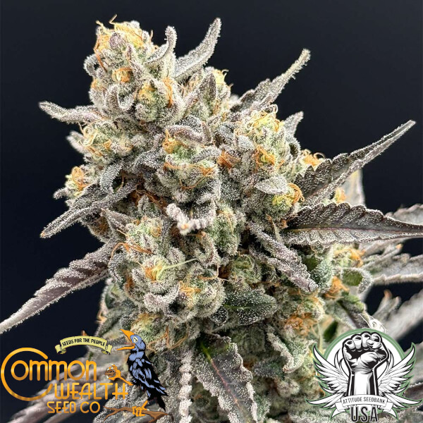 piesol feminized cannabis seeds common wealth seed co 09_600x600.jpg