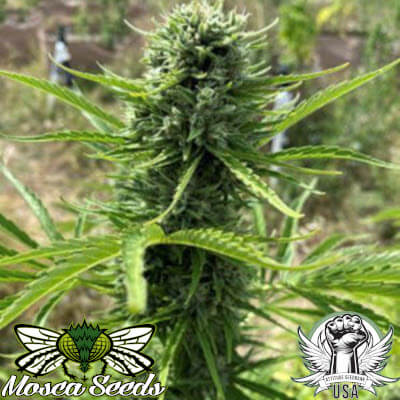 Mosca Seeds Pina Colada AUTO