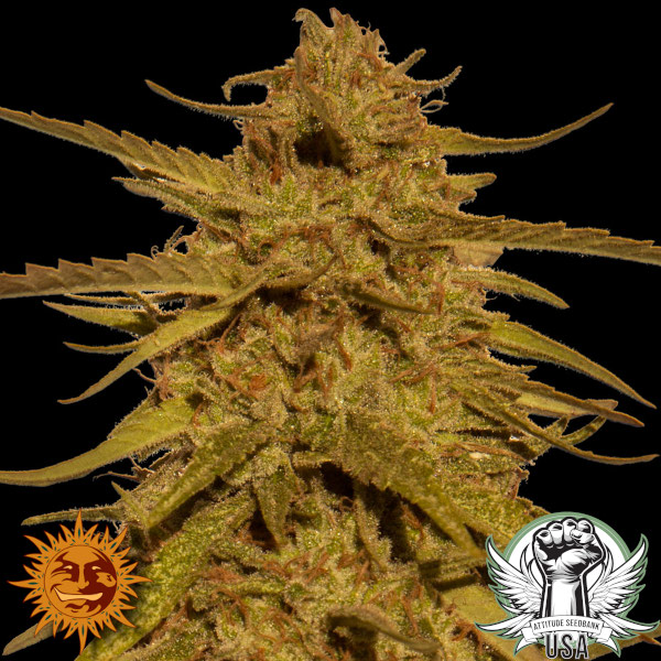 Barney's Farm Seeds Pineapple Haze