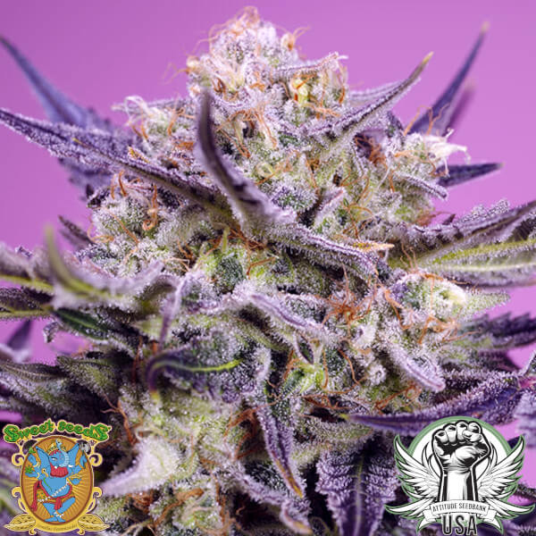 Sweet Seeds Pink Guava F1 FAST