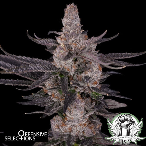 Offensive Selections Seeds Pink Panic