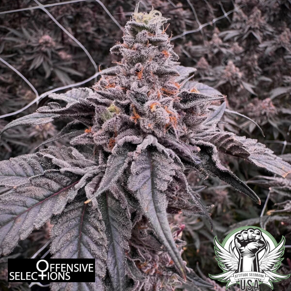 Offensive Selections Seeds Pink Predator