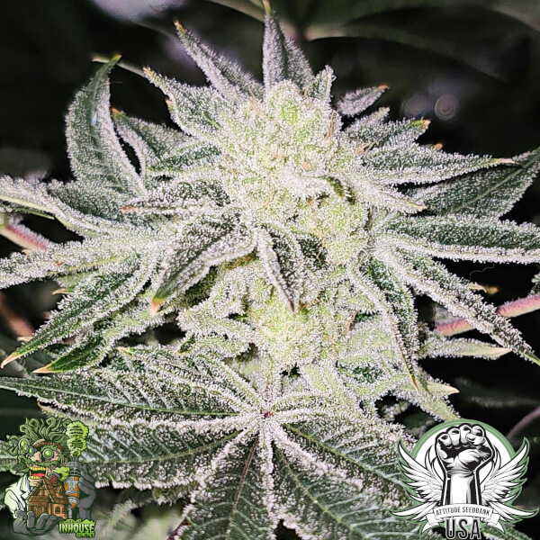 platinum dosha 1_600x600.jpg