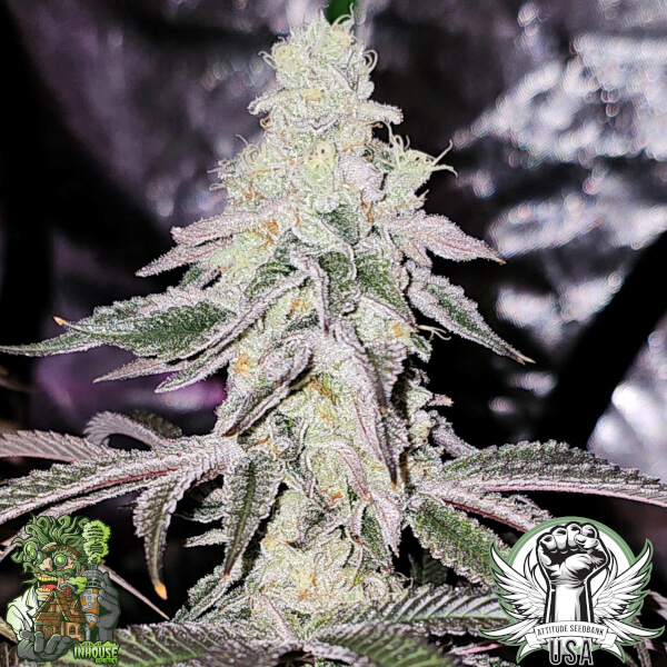 platinum dosha 2_600x600.jpg