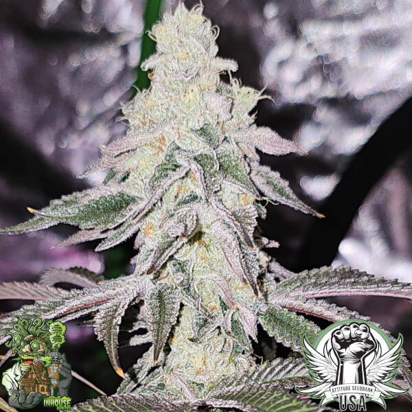 platinum dosha 3_600x600.jpg