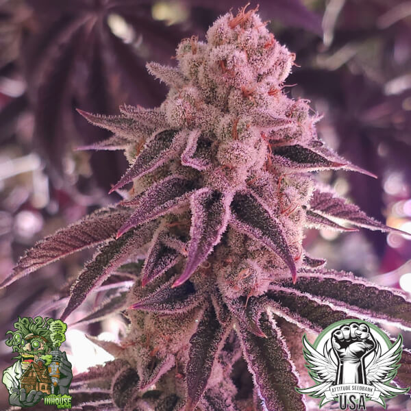 platinum dosha 4_600x600.jpg