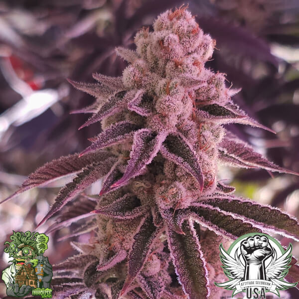 platinum dosha 5_600x600.jpg