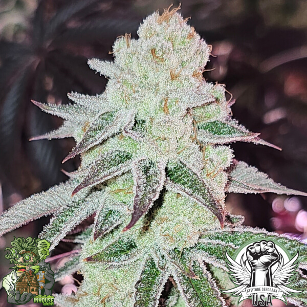 In House Genetics Seeds Platinum Dosha