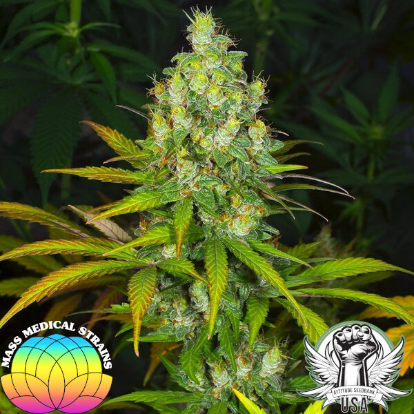 Mass Medical Strains Seeds Platinum Swabi Punch