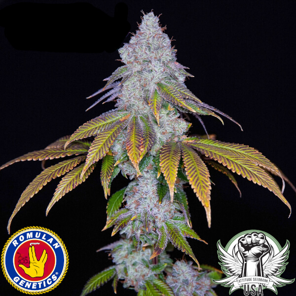 Romulan Genetics Seeds Pure Krush