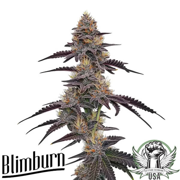 Blimburn Seeds Purple Pineapple