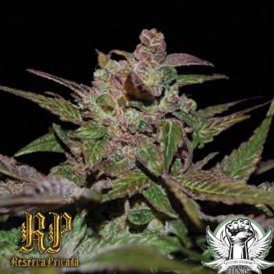 DNA Genetics Seeds Purple Wreck