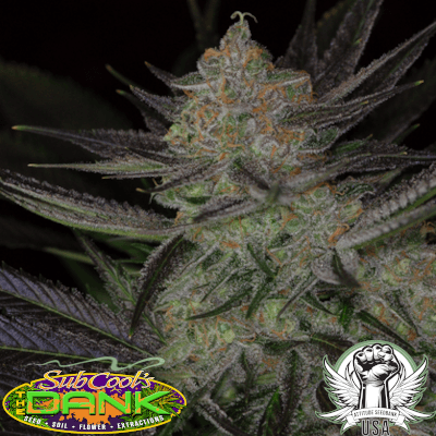 SubCool Seeds Qrazy Train F2