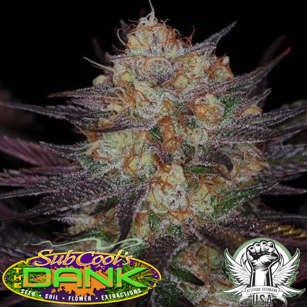 Subcool Seeds Querkle BX