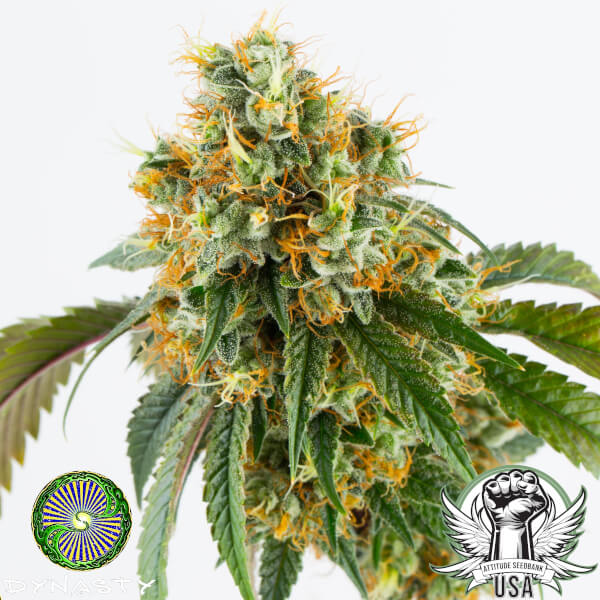 Dynasty Genetics Seeds Raclette V3
