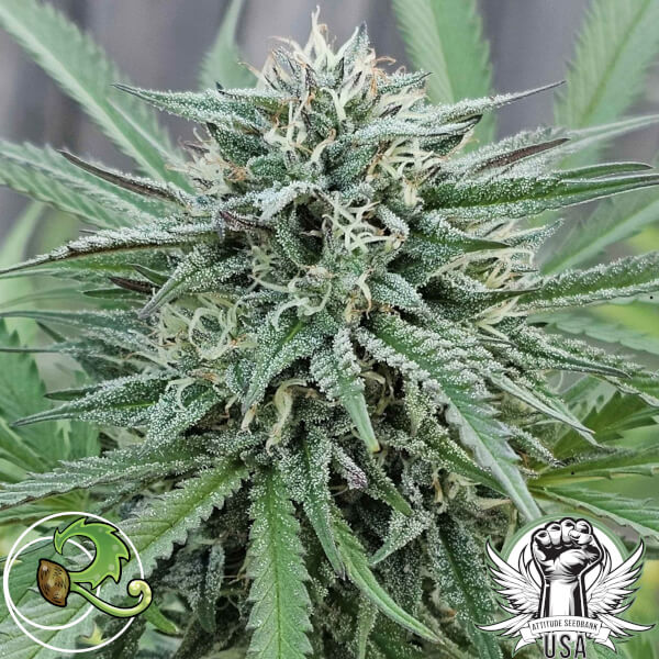 Dynasty Genetics Seeds Afghani Cheese