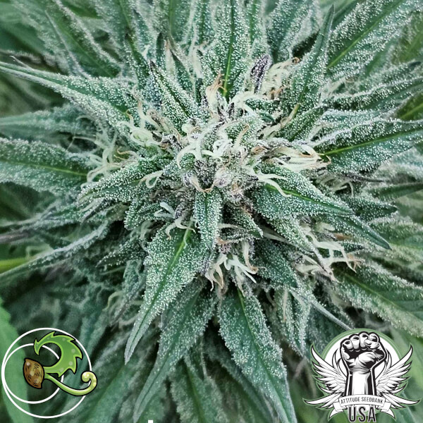 relic afghani cheese 3_600x600.jpg