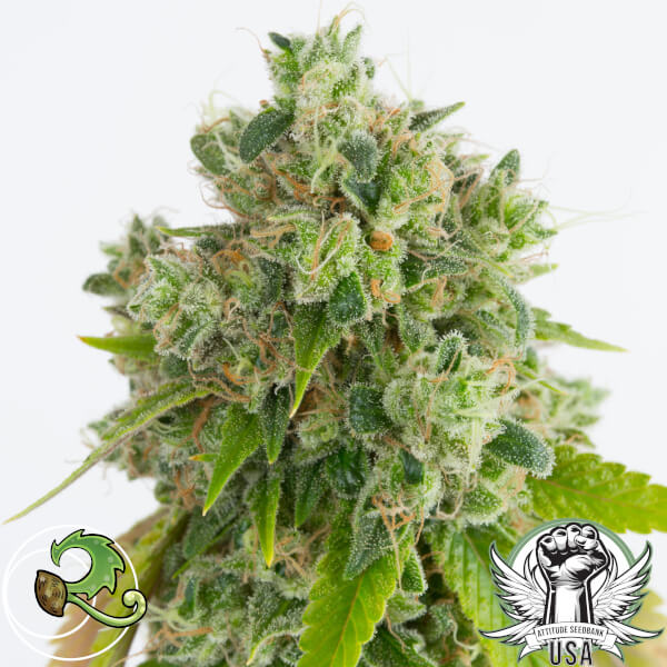 relicc sour diesel 1_600x600.jpg