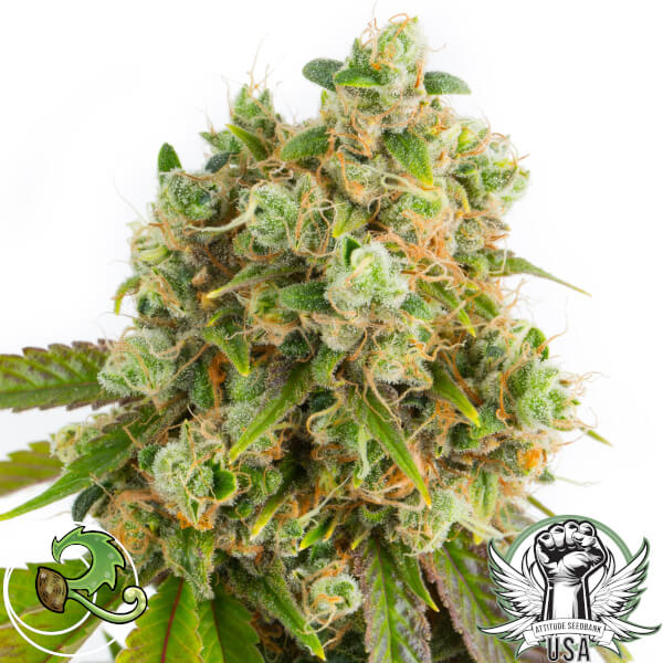 relicc sour diesel 2_600x600.jpg