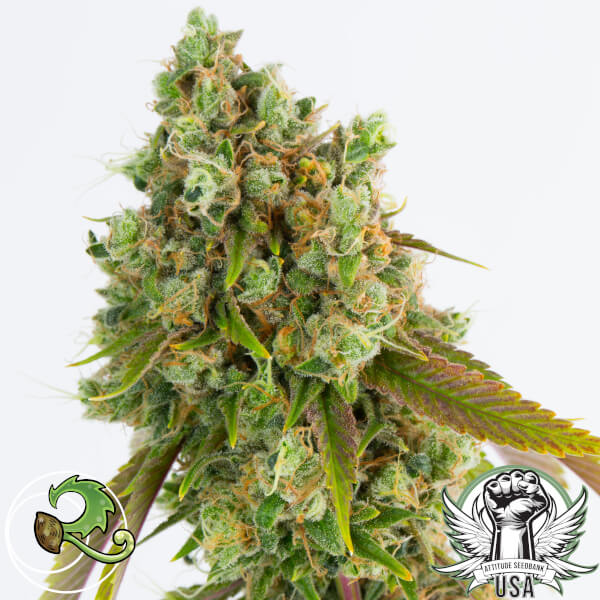 Relic Seeds Sour Diesel