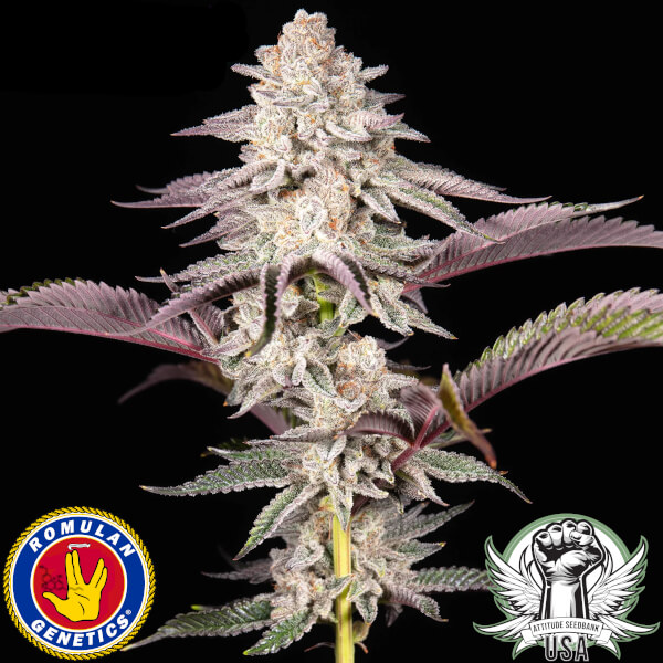 Romulan Genetics Seeds Rocksalts