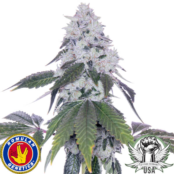 Romulan Genetics Seeds Romscotti