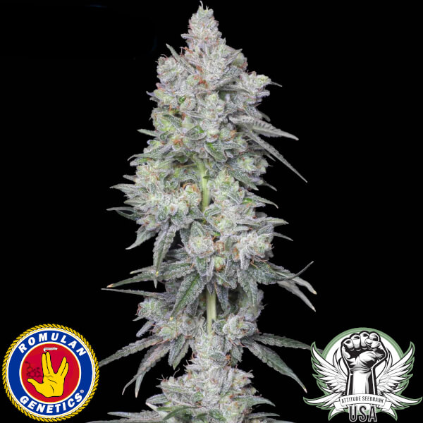 Romulan Genetics Seeds Romulan