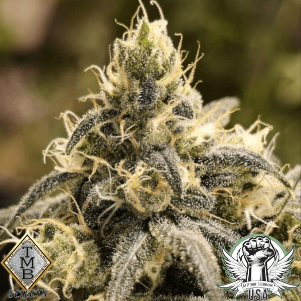 TMB Selects Seeds Sashabaw Strawberry