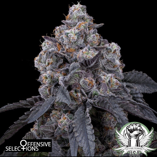 Offensive Selections Seeds Seattle Ghost