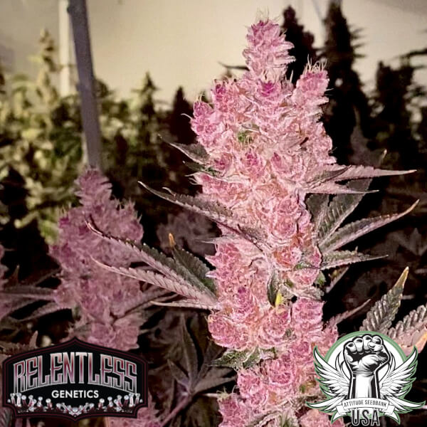 Relentless Genetics Seeds Sith Empress