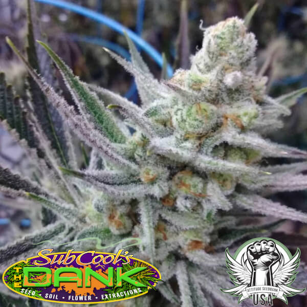 Subcool Seeds Slymer BX