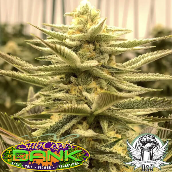 Subcool Seeds Slymer S1