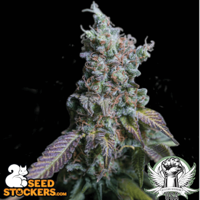SeedStockers Seeds Sour Diesel AUTO