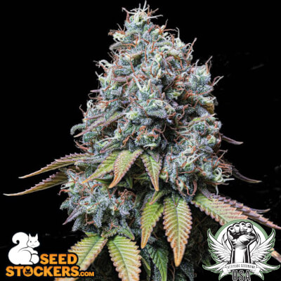 SeedStockers Seeds Sour Diesel